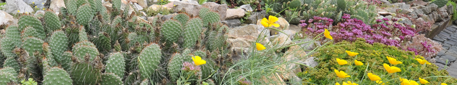 Steingarten mit Kakteen und Blumen ©Dr. KöhlerDr